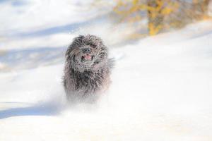 harige zwarte hond rent in de eerste sneeuwval foto