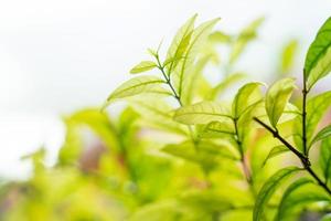 mooie groene bladeren met zonlicht. natuurlijke groene achtergrond. foto