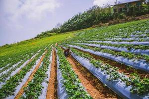 Aziatische vrouwen aardbeien plukken in de tuin. reis de natuur op de berg tijdens de vakantie. tuin aardbei foto