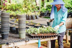 groeiende planten van zaailingen landbouw werknemer vrouw in tuin bloemen ze plant jonge baby planten growdling. foto