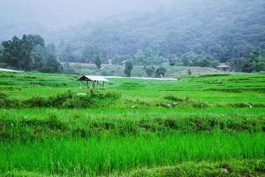 reizen natuur reizen ontspannen. het landschap rijstveld groen. in het regenseizoen in Chiang Mai, in Thailand.