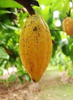 cacao aan de boom in de tuin foto