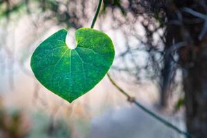 detailopname van hart vorm groen blad tegen natuur achtergrond en zonlicht in tuin. ruimte voor tekst. concept van liefde en natuur. foto