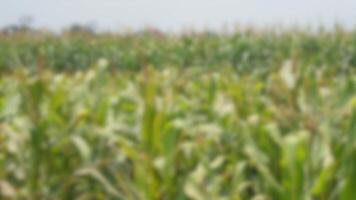 vervagen beeld van maïs veld- voor zoom vergadering achtergrond foto