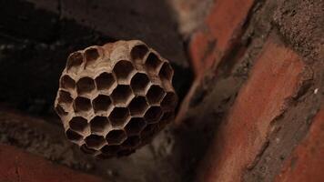 foto van een klein wesp nest was in de voorkant werf van de huis