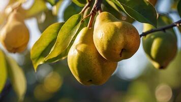 rijp sappig Peer Aan een Afdeling in de tuin detailopname foto