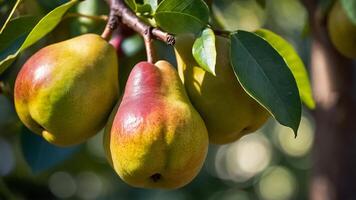 rijp sappig Peer in een mand in de tuin detailopname foto