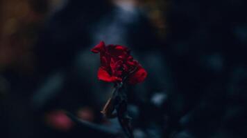 verdord en droog rozen met een wazig achtergrond foto