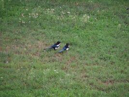 Euraziatisch ekster vogel dier foto