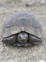 een schildpad dat is houdende naar beneden Aan een trottoir foto