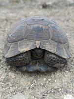 een schildpad dat is houdende naar beneden Aan een trottoir foto