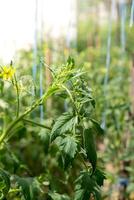 groen tomaten in huis tuin serre. concept van plaatselijk gegroeid biologisch groenten voedsel produceren. platteland oogsten foto