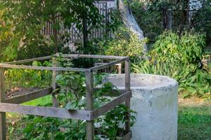 landelijk tafereel in land huis landbouwgrond. zwart bes struik groeit in omheind Oppervlakte. huisje kern stijlvol. plaatselijk gegroeid biologisch privaat landbouw groen eenheid met natuur foto