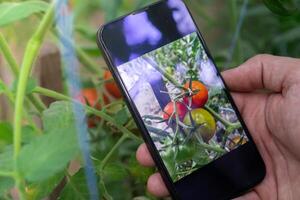 hand- van boer fotograferen rood kers tomaten oogst in tuin met smartphone. online verkoop door sociaal media plaatselijk gegroeid biologisch groenten van serre. slim landbouw technologie concept foto