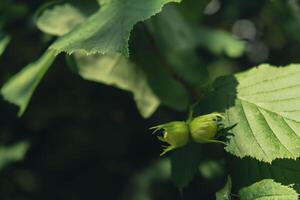 groot hazelnoten toenemen in de Woud Aan groen struik. noten voedsel voor brein, gezond natuurlijk biologisch wild gegroeid wild geoogst. seizoensgebonden duurzame platteland oogst boerderij kokosnoten met bladeren in tuin. achtergrond van groeit noten foto