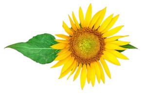 zonnebloem bloem geïsoleerd op witte achtergrond foto
