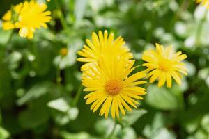 helder geel madeliefje bloemen met zonovergoten bloemblaadjes tussen groen bladeren foto