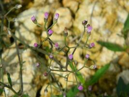 detailopname foto van een wild groen fabriek dat heeft mooi bloemen. planten dat toenemen wild in tropisch natuur