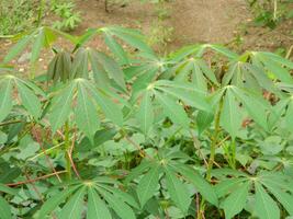 de stengels, stengels en bladeren van cassave met de Latijns naam manihot esculenta toenemen in tropisch gebieden foto
