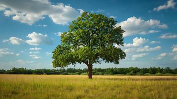 eenzaam groen eik boom in de veld- foto