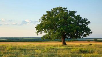 eenzaam groen eik boom in de veld- foto