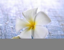 frangipani bloem op tafel