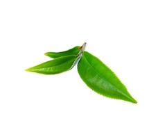 groene thee blad geïsoleerd op witte achtergrond foto