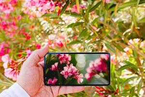 smartphone gebruiken om een macrofoto te maken van roze bloemen foto