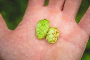 hand met hopbellen foto