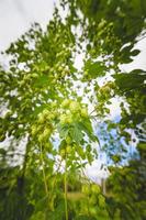 close-up groene hopplanttak met rijpe kegels. foto