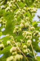 close-up nugget hopbellen groeien op plant. foto