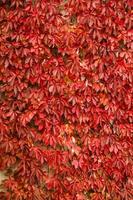 herfst wijnstok bladeren achtergrond textuur