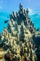 zeldzame pilaarkoralen in de Caribische zee foto