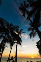 exotische palmen groeien aan zee in het Caribisch gebied in zonsonderganglichten. foto