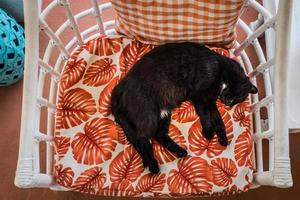 jonge zwarte kat slaapt op een stoel op een warme zomerdag foto