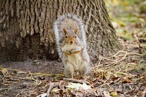 eekhoorn in het bos foto