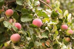 appel boom. Afdeling van rijp rood appels Aan een boom in een tuin foto