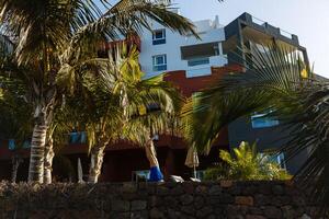 palm bomen - perfect palm bomen tegen een mooi blauw lucht en de oceaan, Tenerife foto