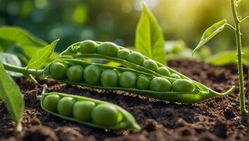 vers groen erwten detailopname in natuur tuinieren foto