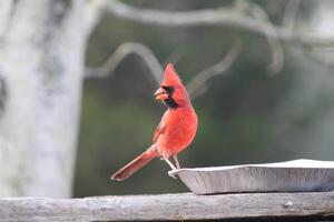 helder rood mannetje kardinaal uit in natuur foto