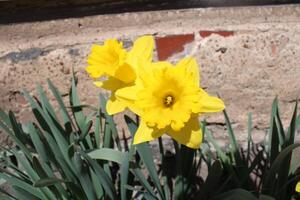 geel narcissen in een bloem bed tonen vol bloeien foto