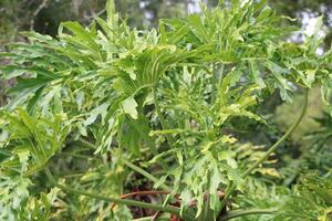 weelderig groen tropisch planten groeit in een tuin foto