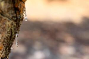 selectief focus Aan groot mastiek druppels sijpelt in tranen uit van de Afdeling van een mastiek boom. de hars mastiek wordt helderder en twinkelt in de zonlicht. verticaal foto. mooi bokeh achtergrond. chios, Griekenland. foto