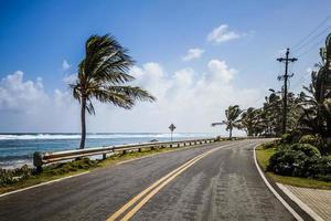 grote palmboom aan de kant van de weg foto