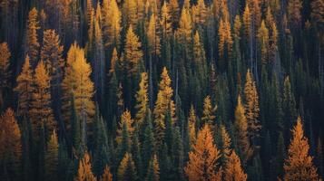 Woud landschap in herfst kleuren foto