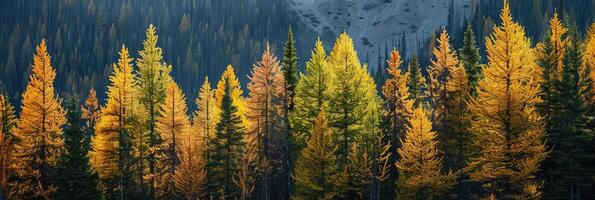 Woud landschap in herfst kleuren foto