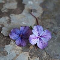 klein Purper verdieping bloemen detailopname foto