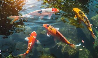 een groep van kleurrijk koi vis zwemmen in een rustig vijver foto