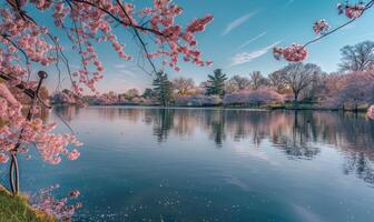 een voorjaar meer omringd door bloeiend kers bloesems foto