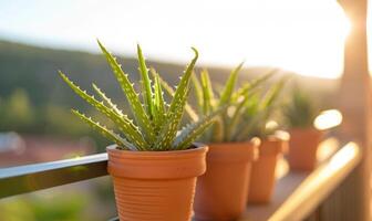 aloë vera bladeren in een pot, detailopname visie foto